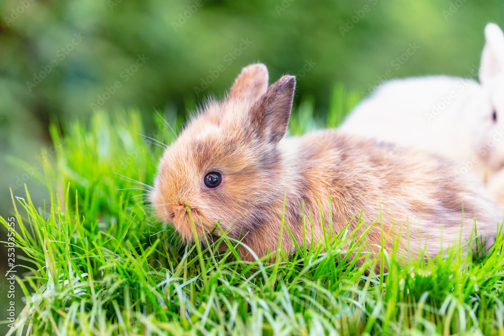 Osterhase in der Natur Landschaft Card Osterhase in der Natur Landschaft Card