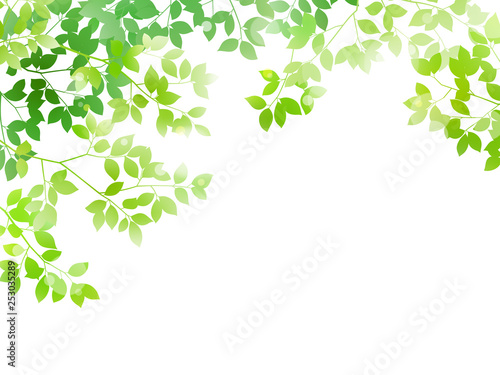 Green leaf and light background