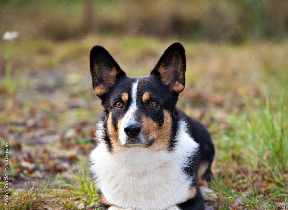 Dog breed Welsh Corgi Cardigan lying on green grass Dog breed Welsh Corgi Cardigan lying on green grass