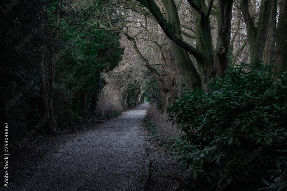 dark path in the forest