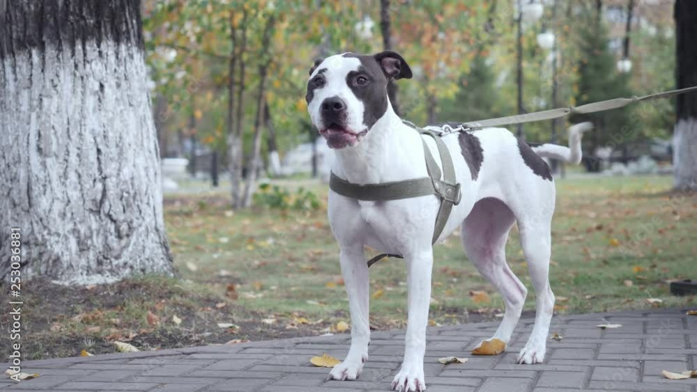 Spotted staffordshire terrier barking in the park. Spotted staffordshire terrier barking in the park.