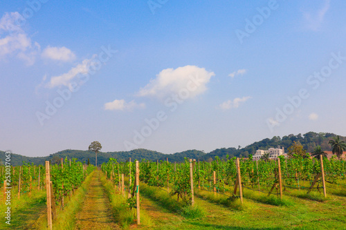 vineyard 