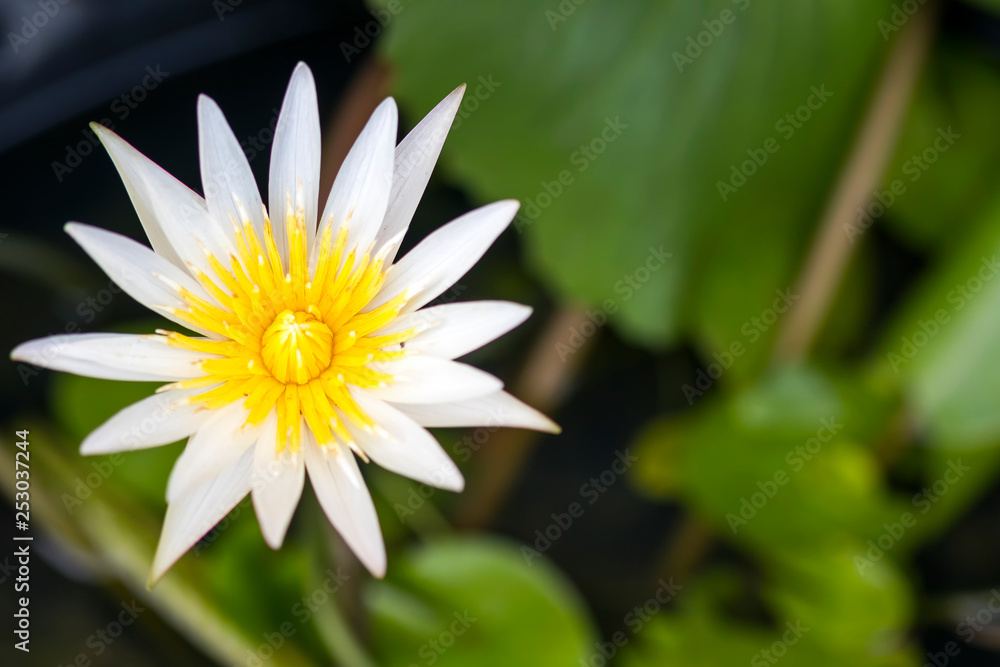 beautiful top view single white lotus at pond in bright day with copy space