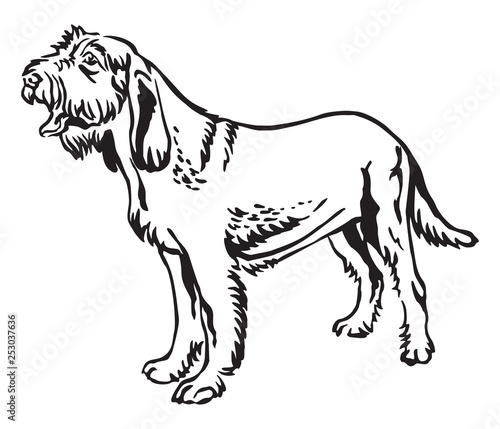 Decorative portrait of Dog Spinone Italiano vector illustration