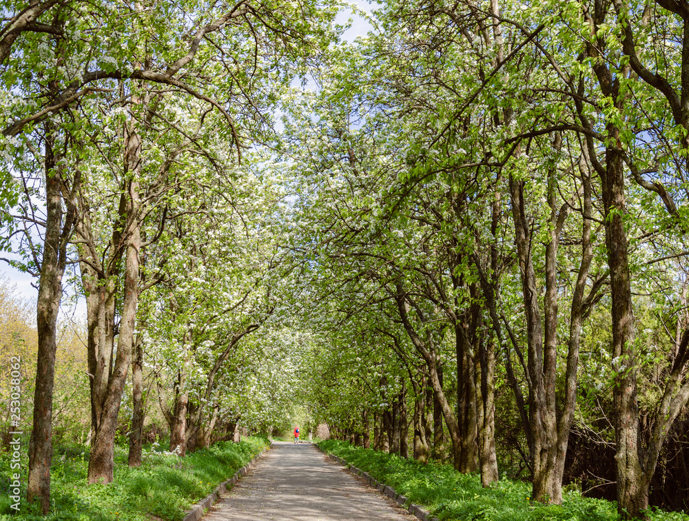 road in the park with trees and green grass road in the park with trees and green grass