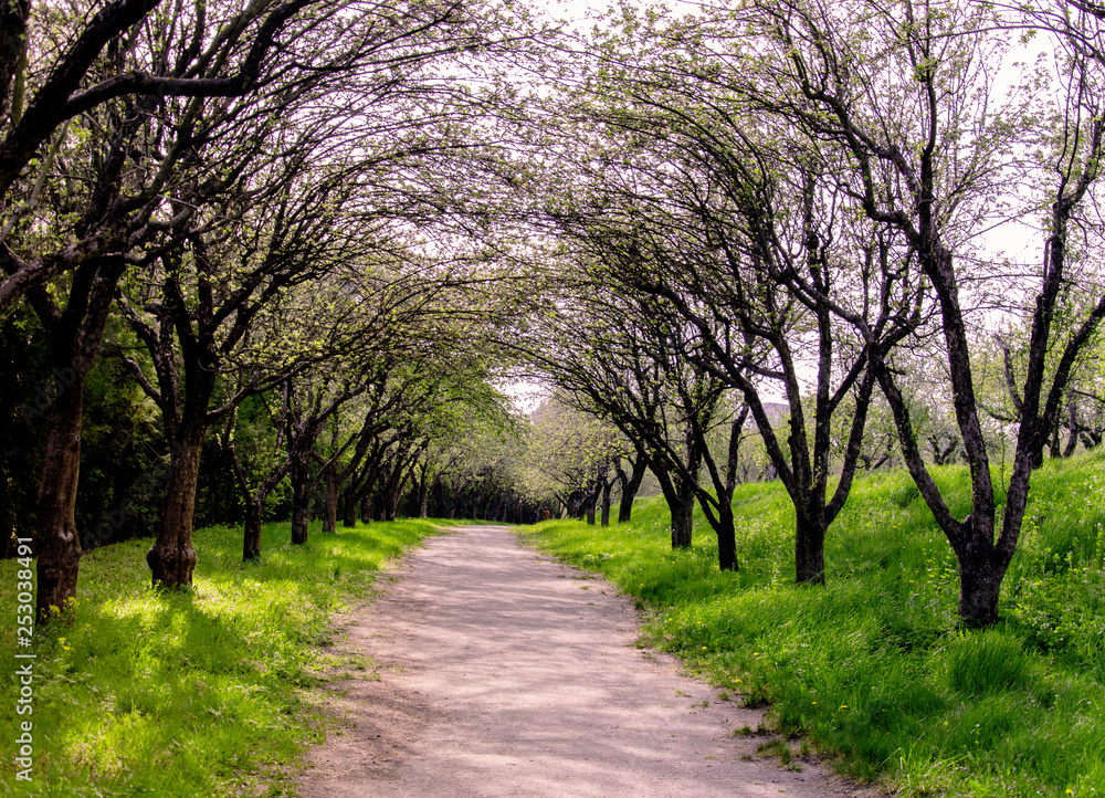 road in the park with trees and green grass