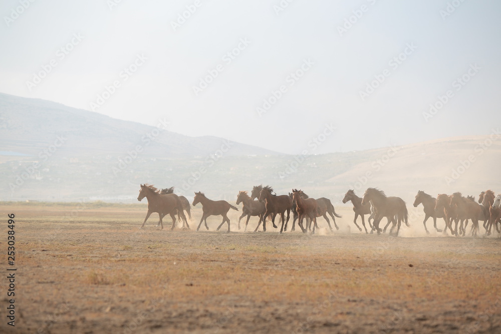 wild horses and cowboys.kayseri turkey