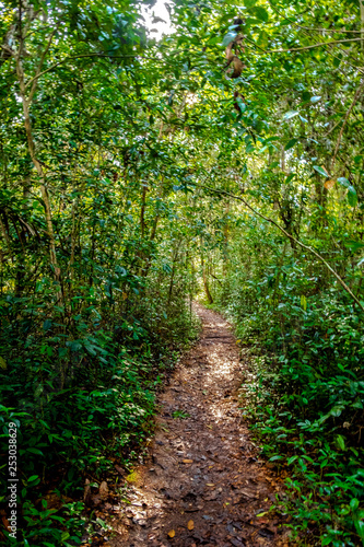 path in the jungle