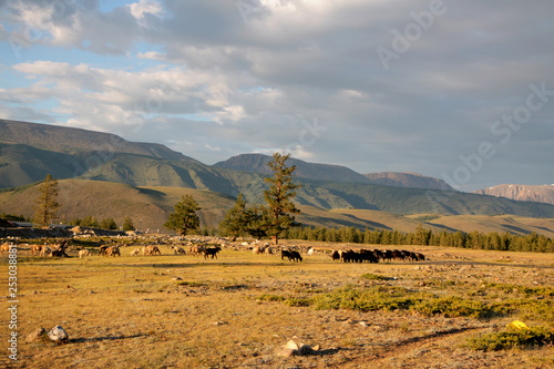 Landscape views of the Kurai valley in the Altai mountains