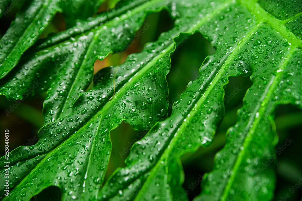 Beautiful exotic plants from jungle. Green leaves. Tropical wallpaper. Beautiful exotic plants from jungle. Green leaves. Tropical wallpaper.