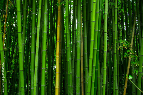 Fototapeta Naklejka Na Ścianę i Meble -  Beautiful bamboo texture background. Green asian plants.