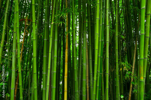Beautiful bamboo texture background. Green asian plants. © Acronym