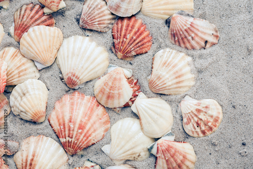 Seashells on the sand, summer beach background, travel concept . Seashells on the sand, summer beach background, travel concept .