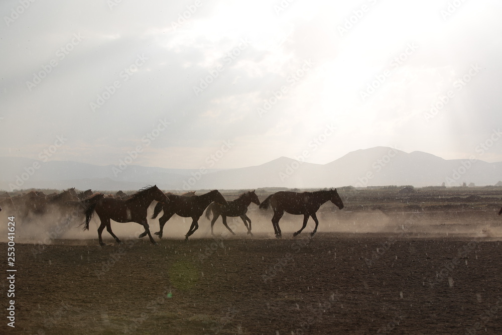 wild horses and cowboys.kayseri turkey