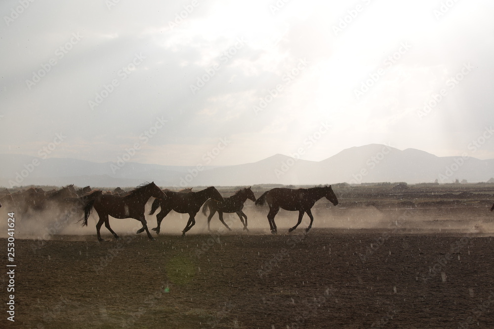 Obraz premium wild horses and cowboys.kayseri turkey