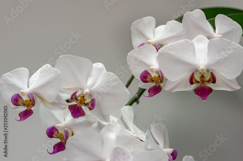 Macro of branch white orchid flower Phalaenopsis  Pandora   known as the Moth Orchid or Phal. Flower on the grey background with green leaves. Selective focus on foreground
