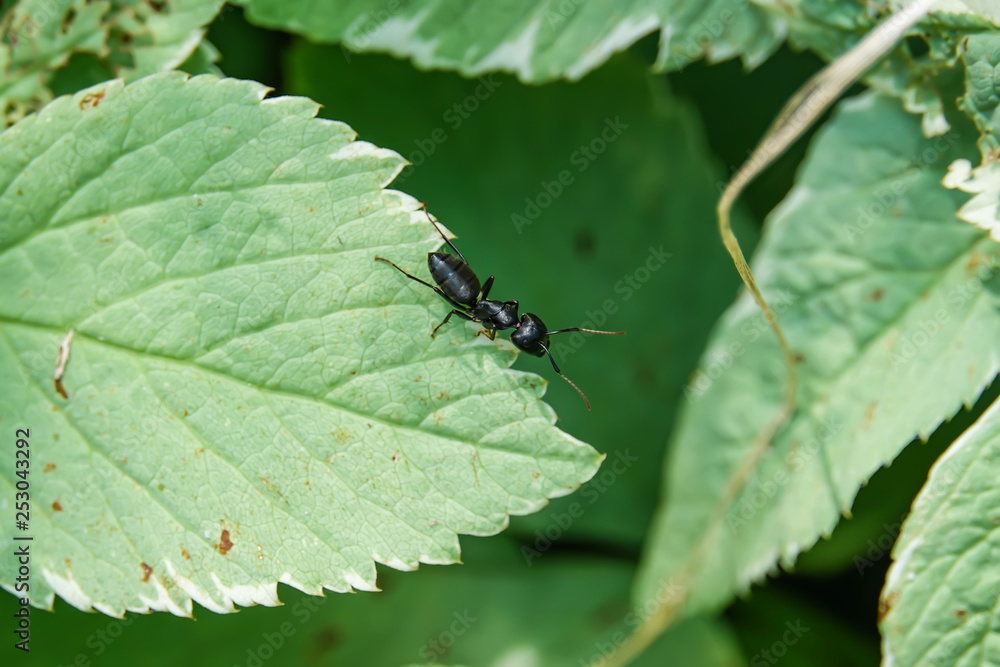 Eastern Black Carpenter Ant on Leaf in Summer Eastern Black Carpenter Ant on Leaf in Summer