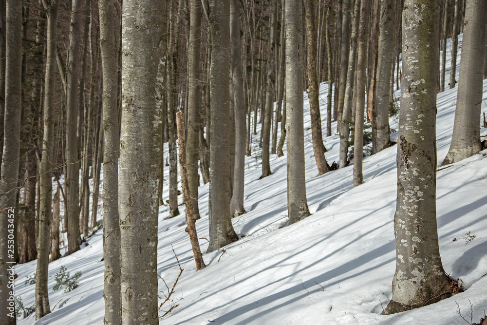natural beech forest in winter in the Carpathian. natural beech forest in the winter view from the middle
