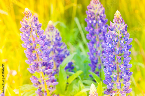 Wild-growing flowers of a lupine in the field in the sunset sun