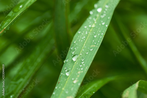 Fresh grass with dew drops in the morning