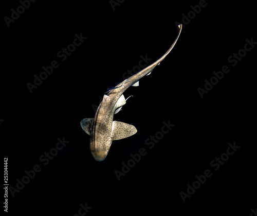 leopard shark