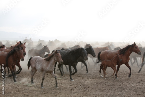 Fototapeta Naklejka Na Ścianę i Meble -  wild horses and cowboys.kayseri turkey