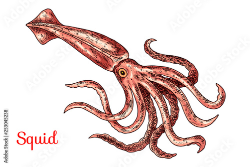 Squid isolated vector color sketch icon. Isolated on white background. Hand drawn design element for label, poster and restaurant menu design.