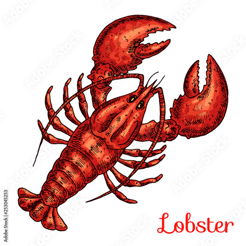 Lobster isolated vector color sketch icon. Isolated on white background. Hand drawn design element for label, poster and restaurant menu design.