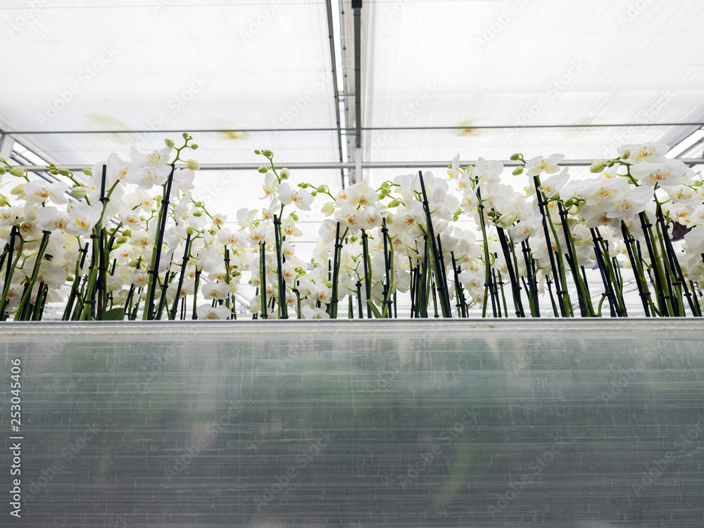 many white orchids in large dutch greenhouse