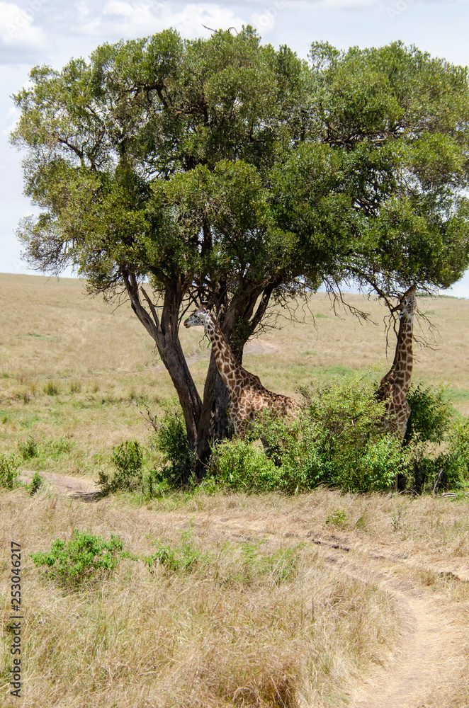 Three Giraffes feeding on leaves of a tree in the plains of Masai Mara National Reserve during a wildlife safari