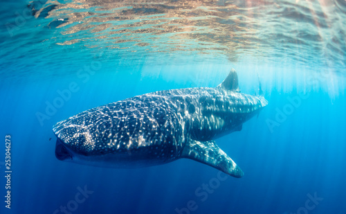 whaleshark © Michael