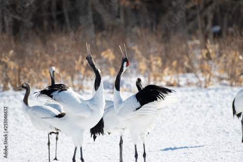 Red-crowned cranes whooping in Tsurui village, Hokkaido, Japan photo