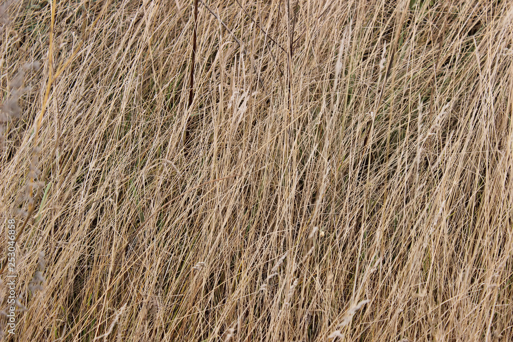 Naklejka premium Autumn grass background