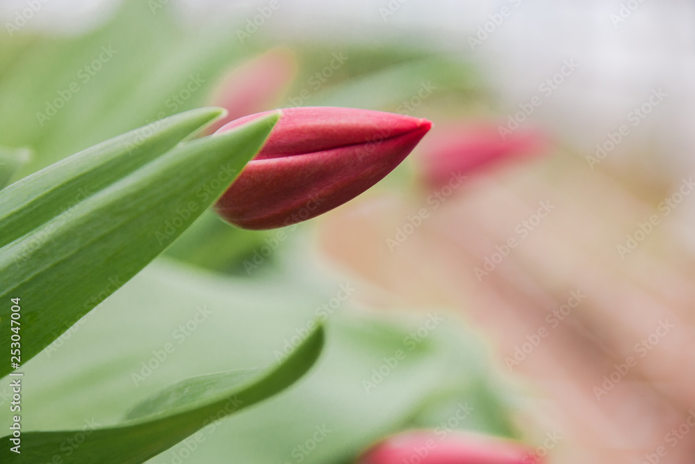 Beautiful pink tulips, spring flowers grown in a greenhouse.Spring flowers and floriculture Beautiful pink tulips, spring flowers grown in a greenhouse.Spring flowers and floriculture