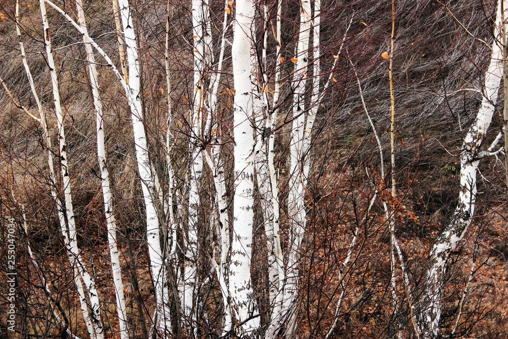 Fototapeta premium Autumn birch forest background