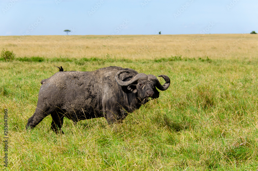 A lone cape buffalo grazing on a green pasture inside Masai Mara National Park during wildlife safari