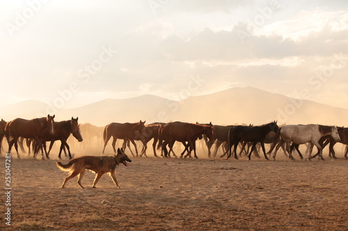 wild horses and cowboys.kayseri turkey