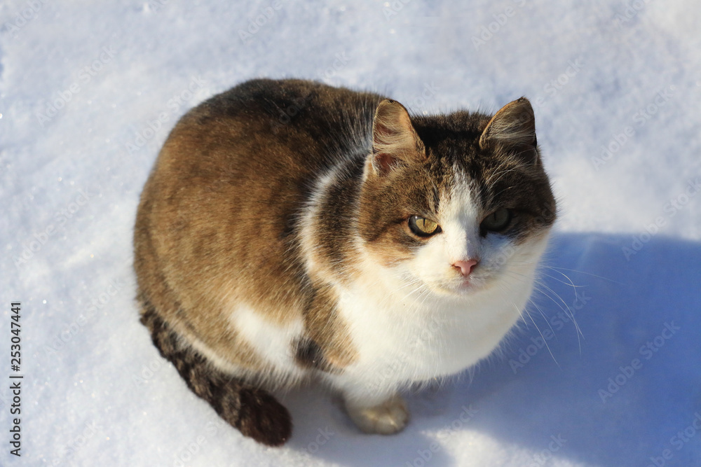 Fototapeta premium cat in the snow