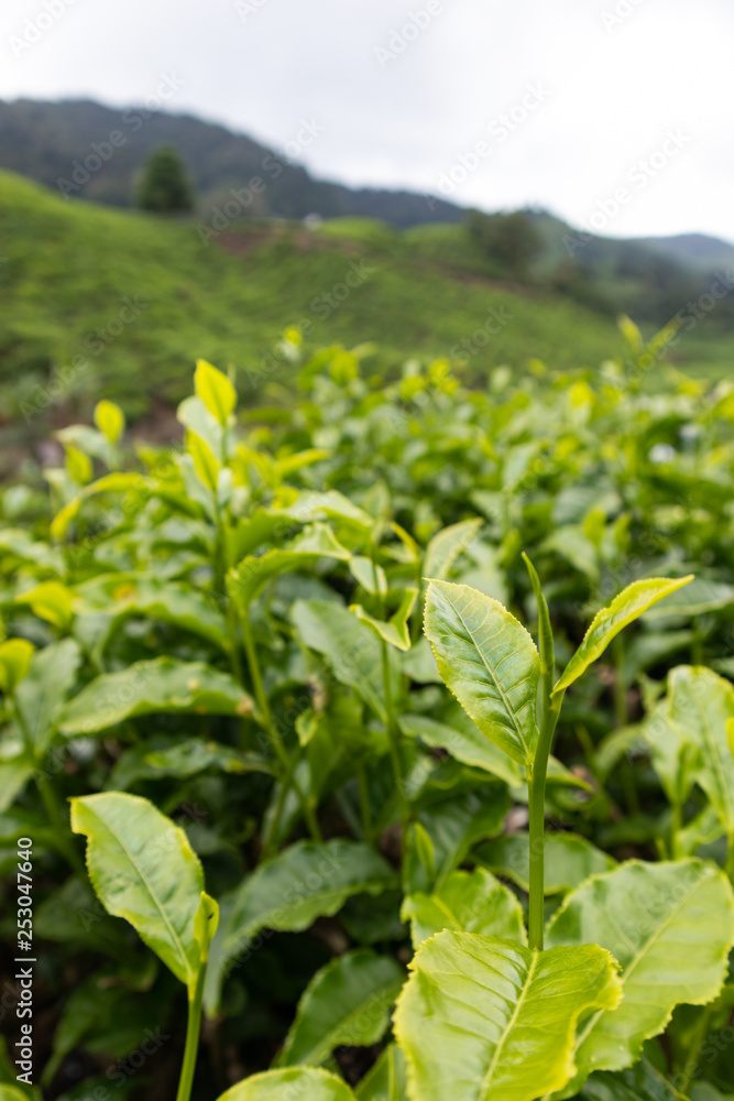 Tea leaf at the tea platation in Cameron Highland, Malaysia Tea leaf at the tea platation in Cameron Highland, Malaysia