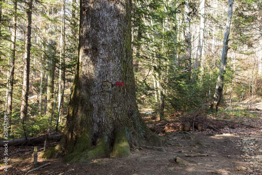 A very large fir tree (Abies alba) in the forest A very large fir tree (Abies alba) in the forest