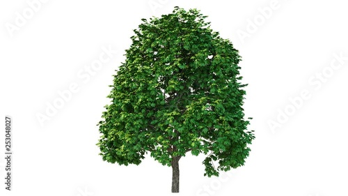 Growing maple tree on white background (with alpha matte)