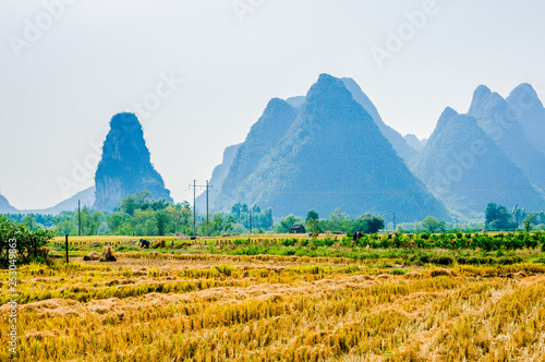 Rice fields and mountain scenery in fall  