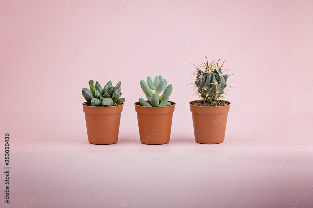 Three lovely and fresh succulents and cactus on a pink background