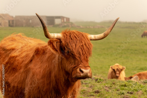 Vache écossaise 