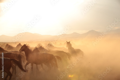 wild horses and cowboys.kayseri turkey