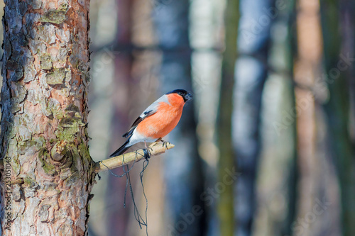 Canvas Print hungry wild bird bullfinchr on a tree in spring forest