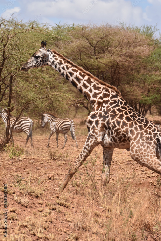 Masai giraffe in Serengeti National Park, Tanzania