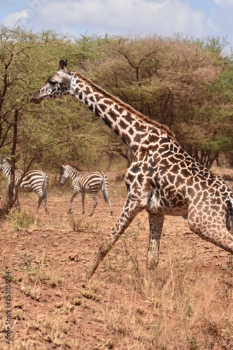 Masai giraffe in Serengeti National Park  Tanzania