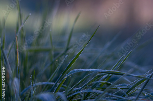Glazed ice on the grass. Hoarfrost on the leaves of grass. Amazing cold and warm feel from the color.
