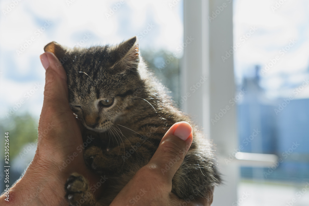 kitten in hands